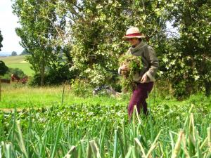 Green economist helping with weeding on Stroud