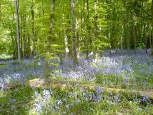 Bluebell Woods near Aberystwyth