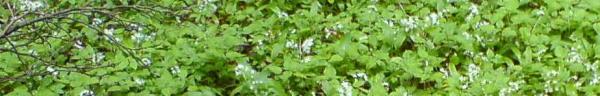 Wild garlic in the woods near Stroud