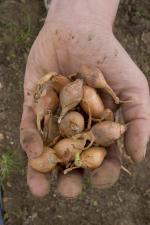 Community farmer holding onion sets